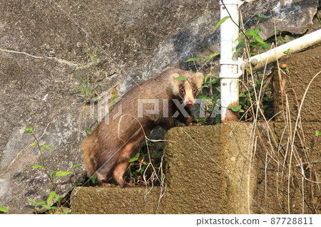 Badger climbing the stairs while worrying about this 87728811