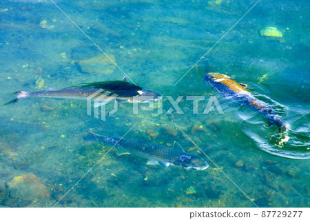 Mitsuo mullet with different colors and shapes Mitsuo mullet with different colors and shapes 87729277