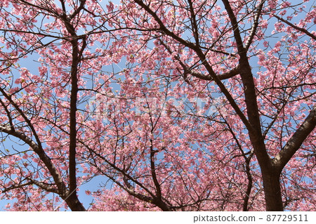 Kawazu cherry blossoms in the blue sky Kawazu cherry blossoms in the blue sky 87729511
