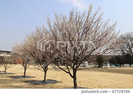 White plum blossoms blooming in the garden of early spring in Japan White plum blossoms blooming in the garden of early spring in Japan 87729789