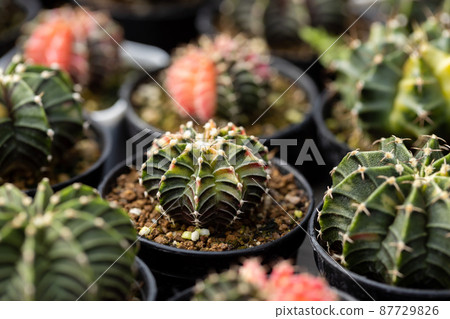 Cactus Plant Farm Growing Cactus Plant in Garden. 87729826