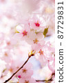 大抓櫻002 87729831