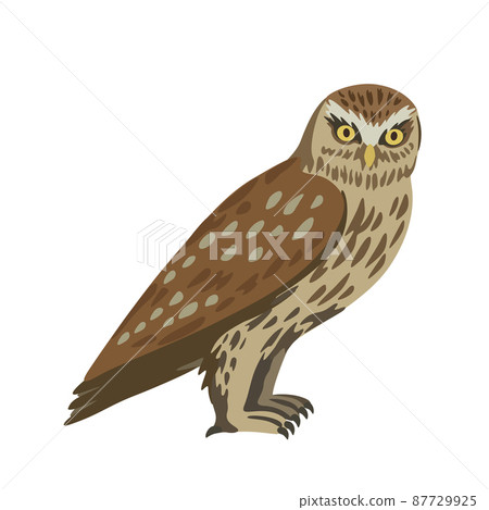Vector cartoon little owl isolated on white background.  87729925