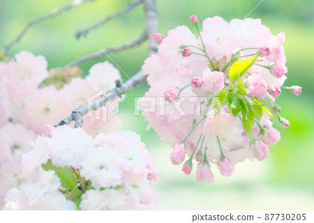 雙櫻桃雌象 87730205