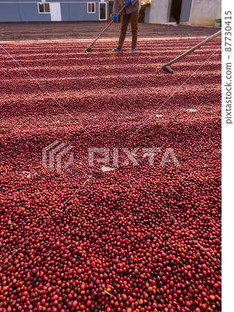 Coffee beans drying in the sun. Coffee plantations at coffee farm 87730415