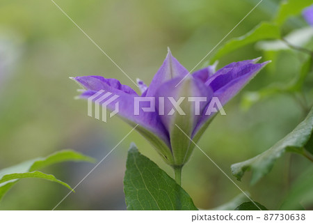 鐵線蓮（Tessen、鐵絲葛）的紫色花朵優雅美麗 87730638