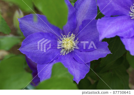 The purple flowers of clematis (Tessen, iron wire kudzu) are elegant and beautiful The purple flowers of clematis (Tessen, iron wire kudzu) are elegant and beautiful 87730641