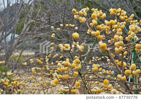 Yellow mitsumata flower (March) Yellow mitsumata flower (March) 87730776