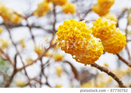 黃色mitsumata花(3月) 黃色mitsumata花(3月) 87730782