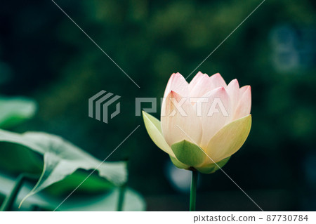 beautiful Lotus Flower with green leaf in in pond 87730784