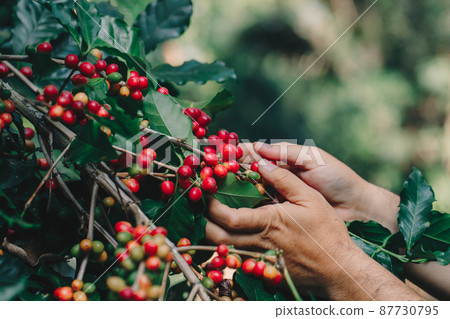 arabica coffee berries with agriculturist handsRobusta and arabica coffee berries arabica coffee berries with agriculturist handsRobusta and arabica coffee berries 87730795