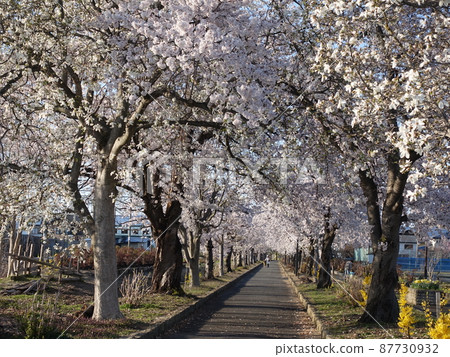 Cherry blossoms in full bloom Sakura Sakura Mahoroba no Ryokudo 87730932