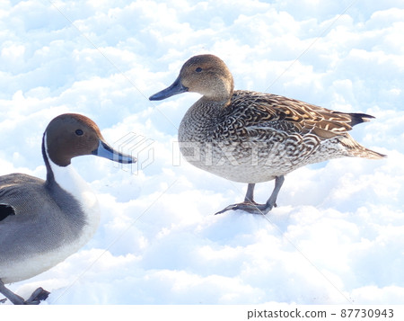 冬鳥候鳥鴨 87730943