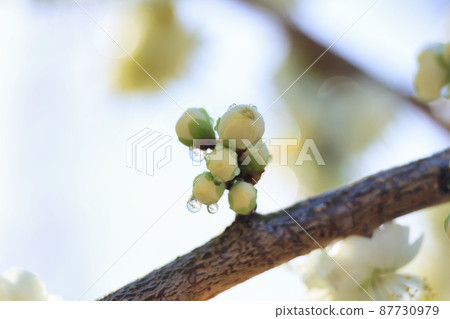 Bokeh and cute weeping plum blossoms after fluffy 87730979