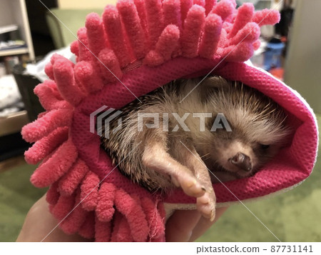 A hedgehog entered the cleaning mop and for some reason put out his hands and feet. 87731141