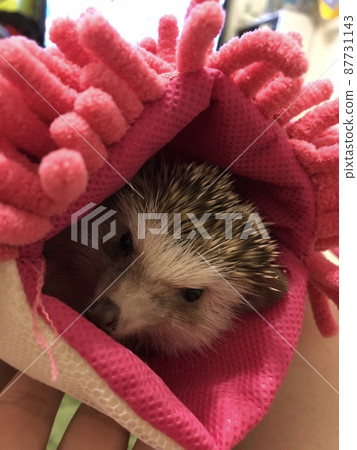 A hedgehog entered the cleaning mop and popped out. 87731143