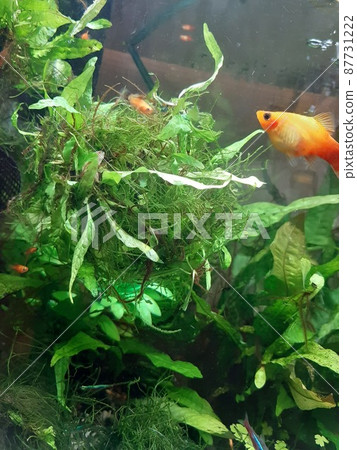 Tropical fish and aquatic plants 87731222