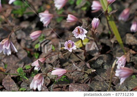 Anemone keiskei flowers withered due to cloudy days (March) 87731230