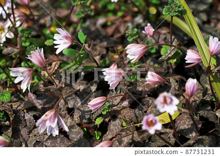 Anemone keiskei flowers withered due to cloudy days (March) 87731231
