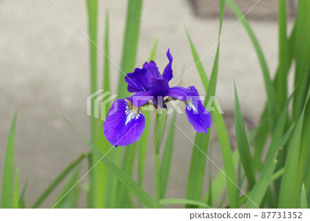 The purple flowers of Iris (iris, iris, sentence) are elegant and beautiful 87731352