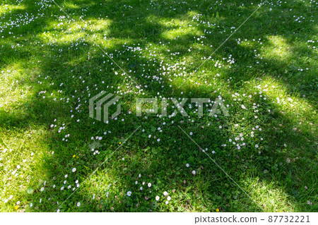 daisy flowers blooming on green mowed summer lawn daisy flowers blooming on green mowed summer lawn 87732221