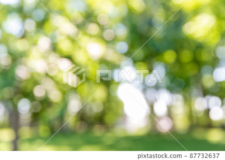 blurred summer park or garden 87732637