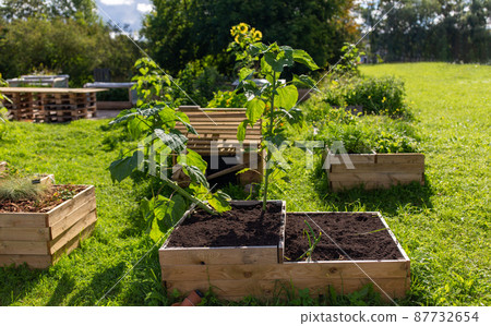 raised garden beds made in wooden boxes on farm raised garden beds made in wooden boxes on farm 87732654