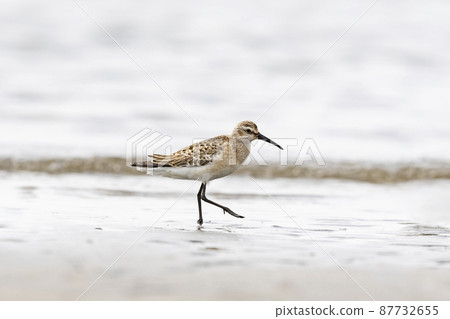 Sal Hamishagi Young Bird Sal Hamishagi Young Bird 87732655