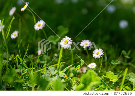 daisy flowers blooming on green mowed summer lawn daisy flowers blooming on green mowed summer lawn 87732659