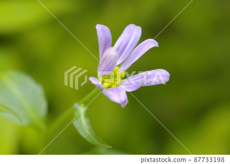 Miyakowasure(忘記首都,Miyamayomena)的紫色花朵優雅而美麗。 Miyakowasure(忘記首都,Miyamayomena)的紫色花朵優雅而美麗。 87733198