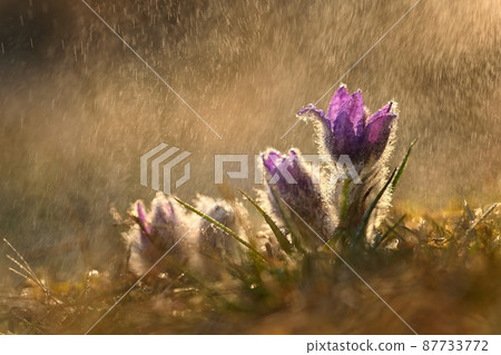 Nice little purple flower in the spring rain. Beautiful nature background for spring time on the meadow. Pasqueflower flower (Pulsatilla grandis) Nice little purple flower in the spring rain. Beautiful nature background for spring time on the meadow. Pasqueflower flower (Pulsatilla grandis) 87733772