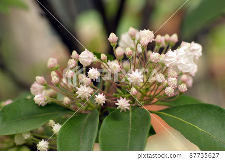The light pink flowers of Kalmia (Laurel, Mountain Laurel) that bloomed in a bunch are cute The light pink flowers of Kalmia (Laurel, Mountain Laurel) that bloomed in a bunch are cute 87735627