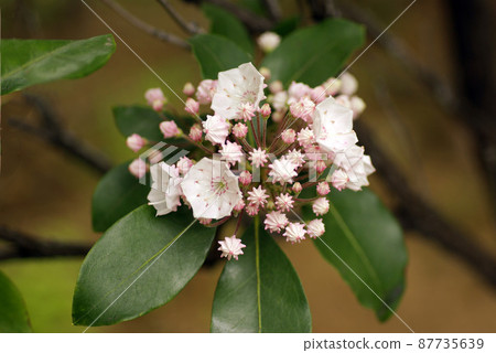 The light pink flowers of Kalmia (Laurel, Mountain Laurel) that bloomed in a bunch are cute 87735639