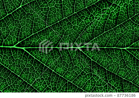 Contrast enhanced abstract close up of leaf with ribs, veins and branching, pattern and texture Contrast enhanced abstract close up of leaf with ribs, veins and branching, pattern and texture 87736186