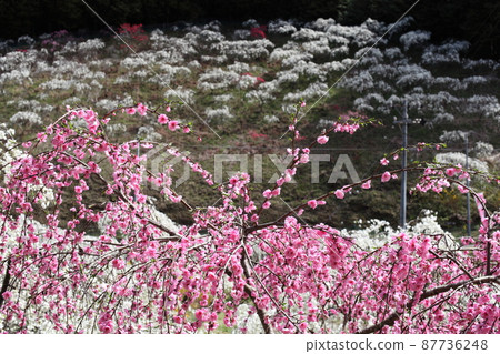 Weeping peach village Weeping peach village 87736248