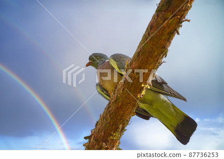 Woodpigeon, Columba palumbus, on a pine branch, view from below with sky and rainbow in background 87736253