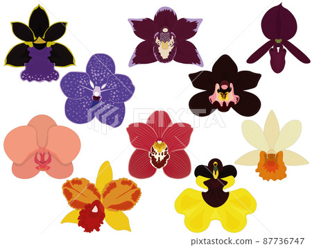 Orchid types, tropical varied colour epiphyte flowers collection vector illustration 87736747