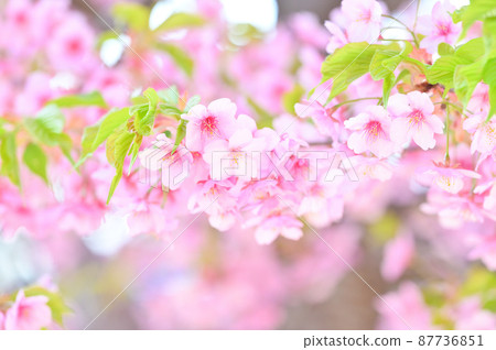 櫻花，櫻花，櫻花，早春的粉紅色櫻花圖片（注意*似乎是河津櫻花，但品種未確認） 87736851