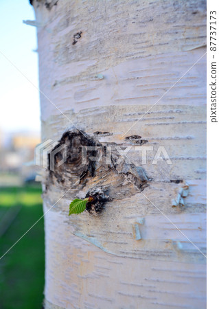 Northern Trees-Shirakanba 87737173