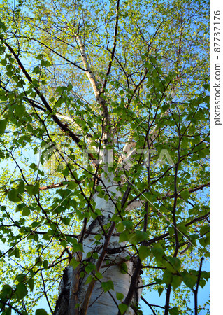 Northern Trees-Shirakanba 87737176