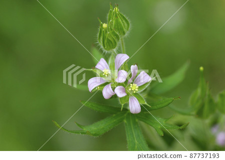 The small pink flowers of the Carolina geranium (American geranium dew) are cute The small pink flowers of the Carolina geranium (American geranium dew) are cute 87737193