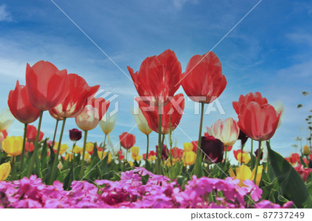 Tulip field Tulip field 87737249