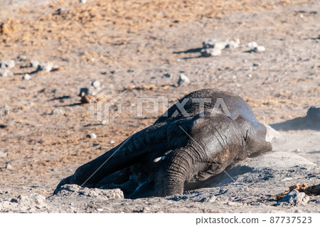 An African Elephant rolling itself over in the dirt. An African Elephant rolling itself over in the dirt. 87737523