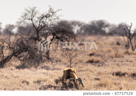 Male lion resting on a plain 87737529