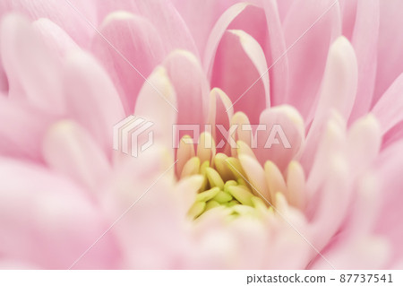 Retro art, vintage card and botanical concept - Abstract floral background, pink chrysanthemum flower. Macro flowers backdrop for holiday brand design 87737541
