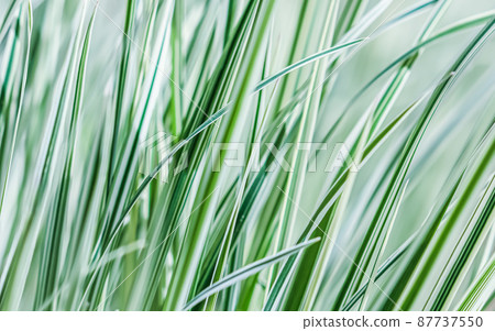 Decorative green and white striped grass. Arrhenatherum elatius bulbosum variegatum. Soft focus. Natural background. Decorative green and white striped grass. Arrhenatherum elatius bulbosum variegatum. Soft focus. Natural background. 87737550