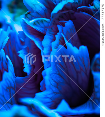 Abstract floral background, blue carnation flower petals. Macro flowers backdrop for holiday brand design. Abstract floral background, blue carnation flower petals. Macro flowers backdrop for holiday brand design. 87737570