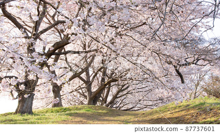 Fresh cherry blossoms in Fukushima 87737601