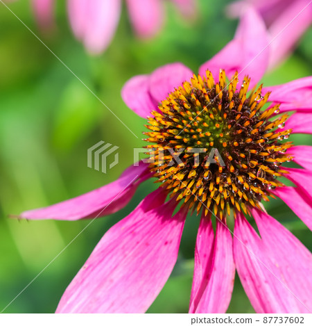 Echinacea purpurea, coneflower. Beautiful purple flowers with dew drops in the garden Echinacea purpurea, coneflower. Beautiful purple flowers with dew drops in the garden 87737602