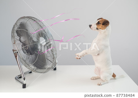 Jack russell terrier dog sits enjoying the cooling breeze from an electric fan on a white background. 87738484